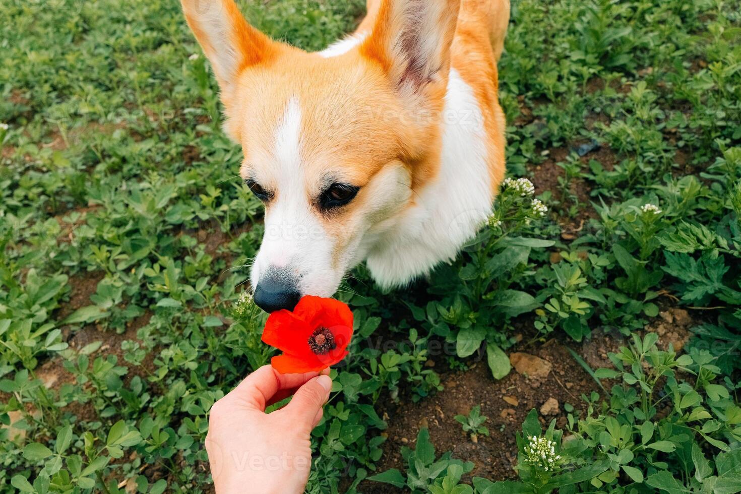Corgi dog sniffing a red poppy flower, close portrait photo