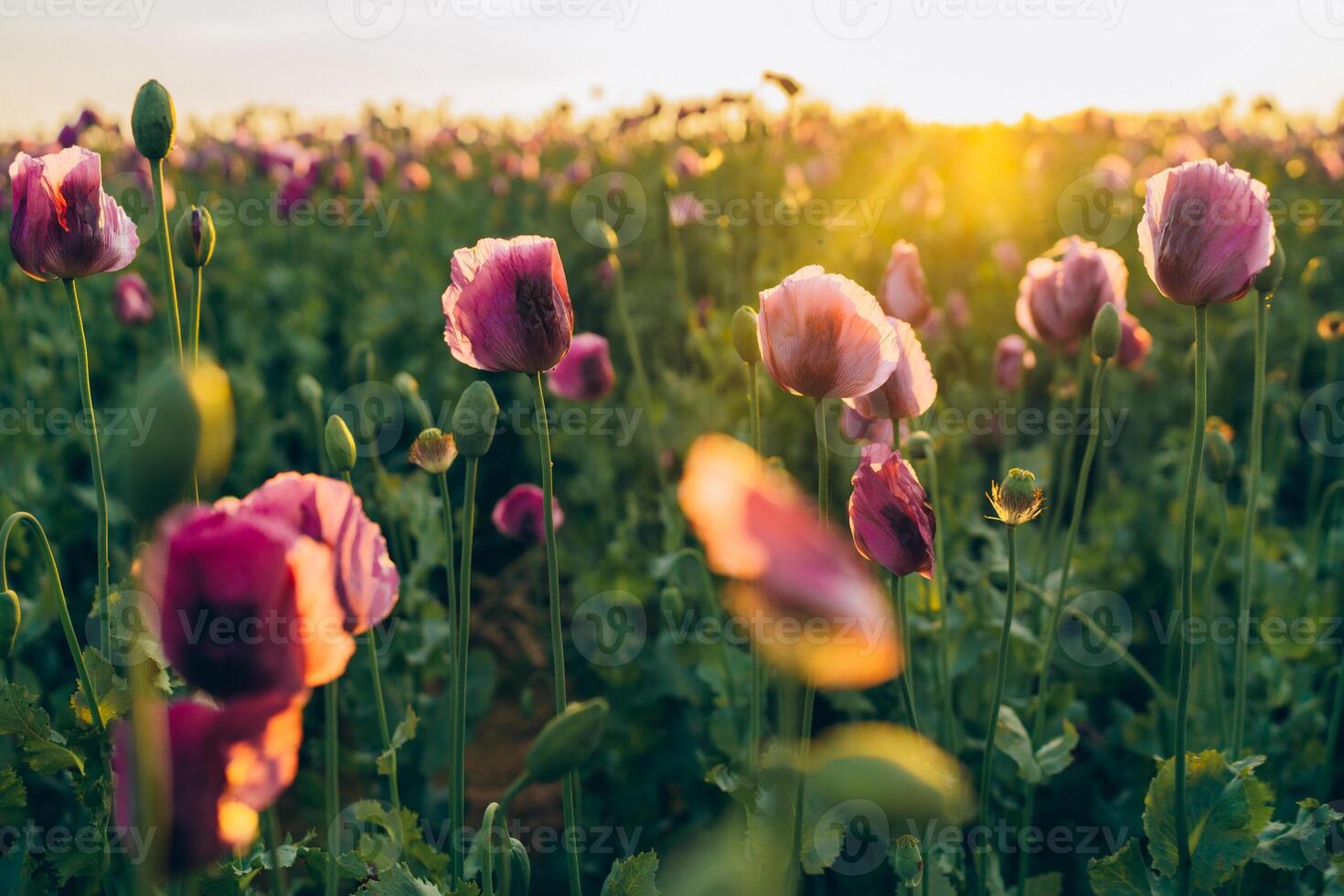 Purple poppies at sunset with sun in a field at sunset with warm sun photo