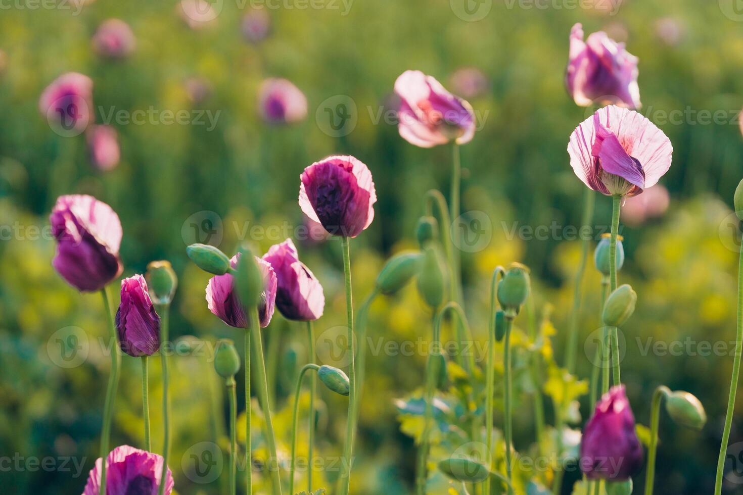 glare of the sun in summer in a field of lilac poppies with the sun at sunset photo