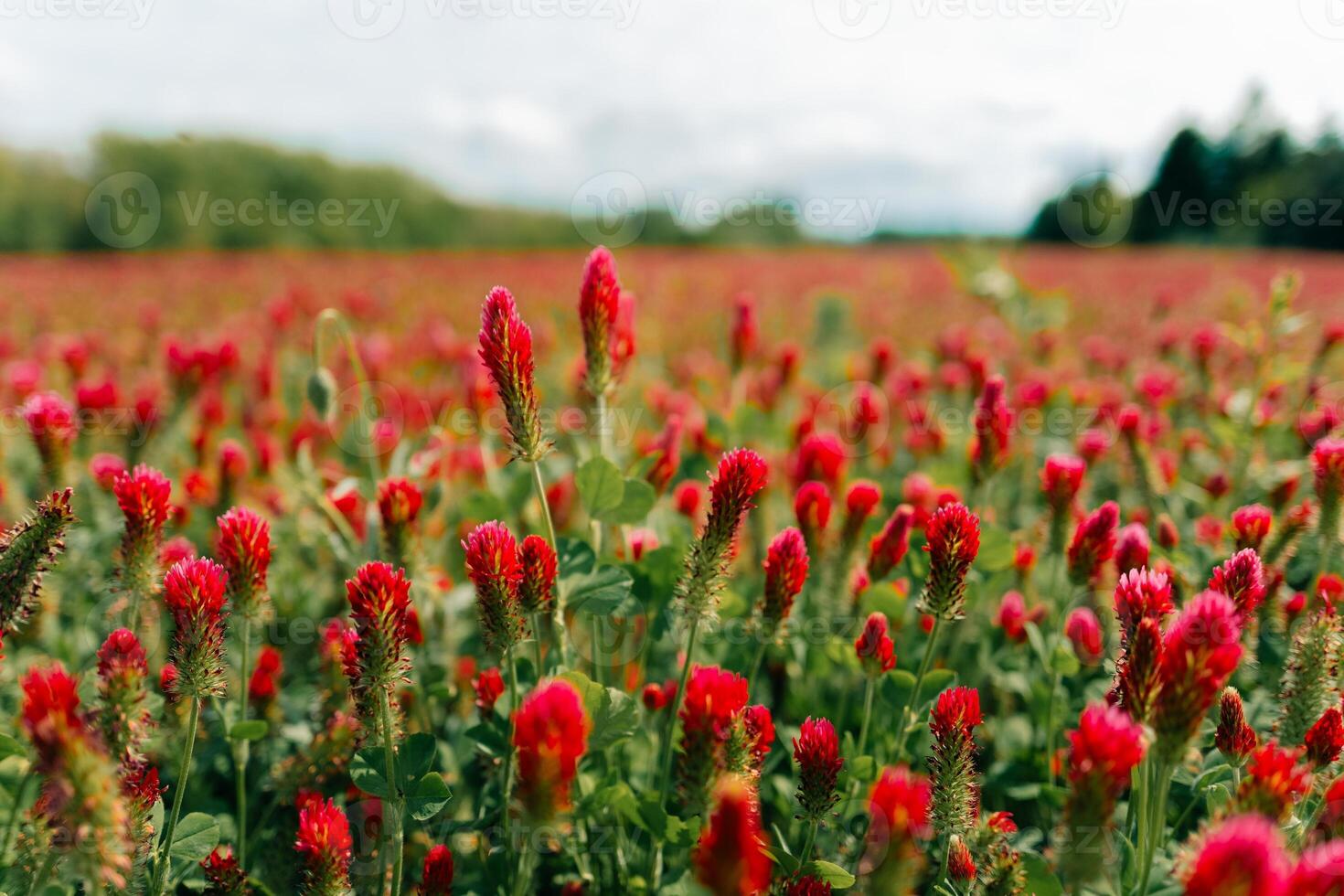 Close up of red clover flowers on a field on a sunny day photo