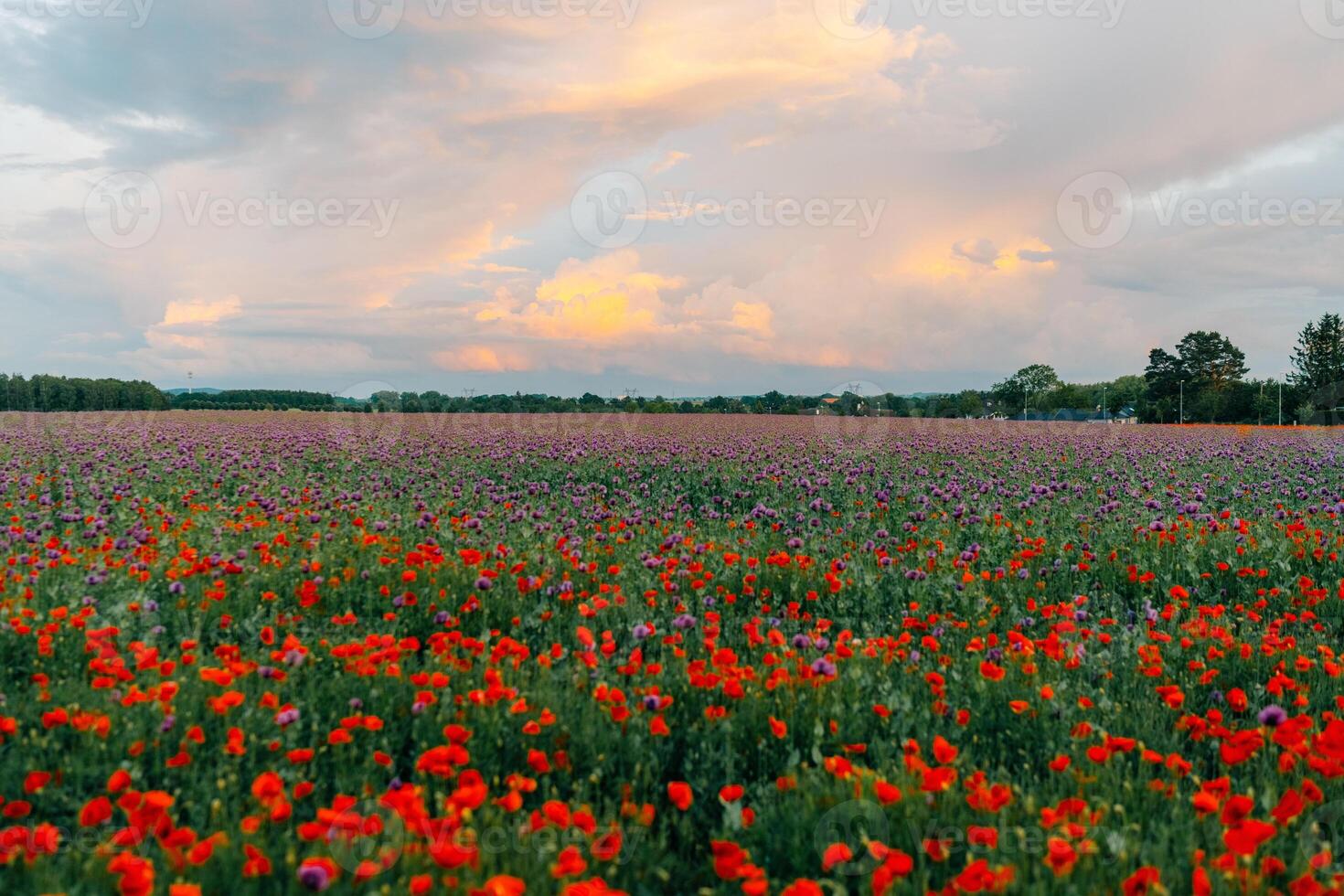 large poppy field in bloom at sunset photo