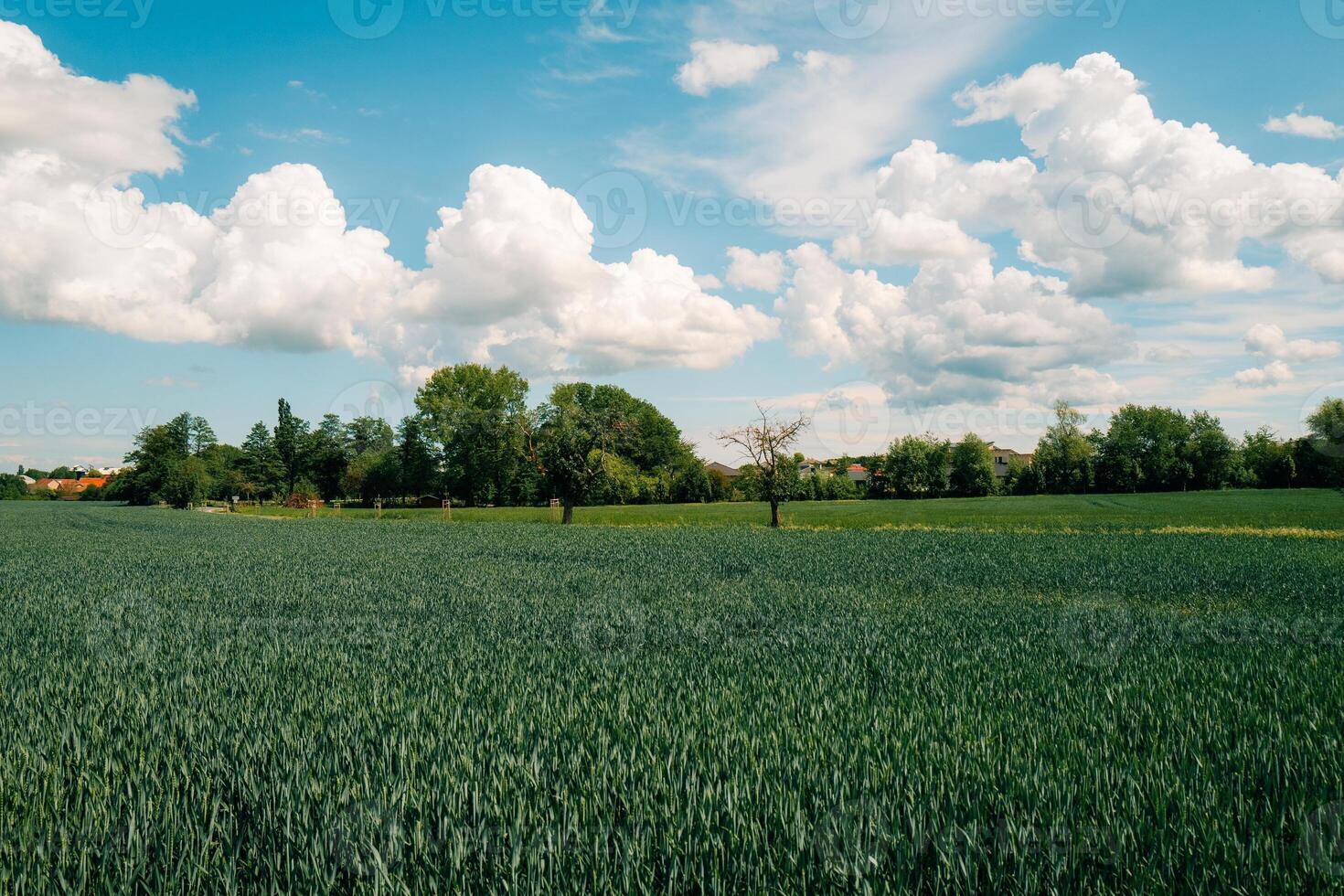 Large green field and blue sky with small clouds on a sunny day photo