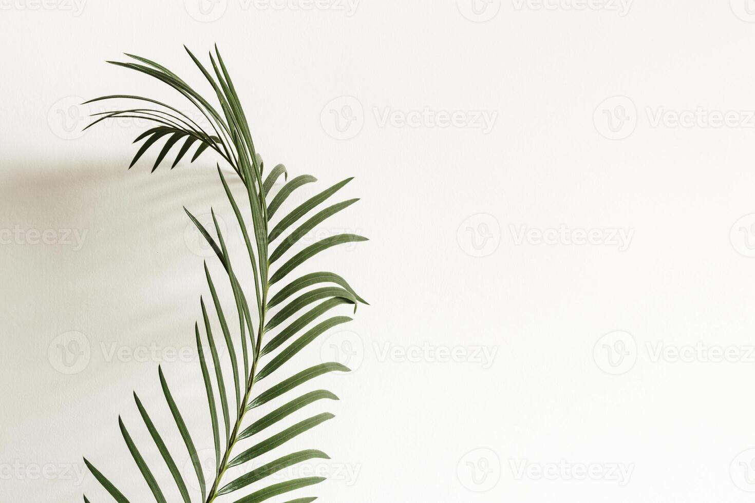 Abstract background. Palm branch and shadow on white background photo