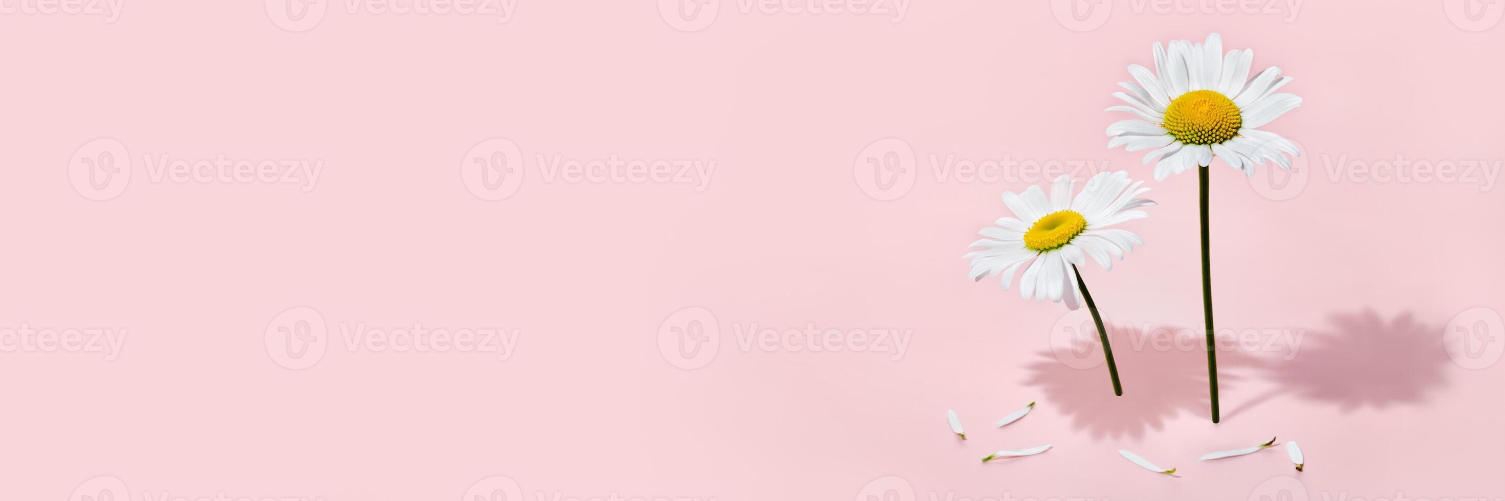 Beautiful daisies flowers and petals with hard shadow on pink banner. Creative mockup photo