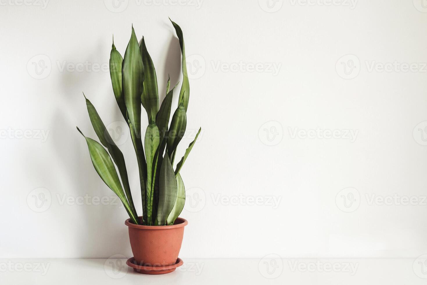 potted plant Sansevieria on white table against white wall Mock up. Scandinavian interior fragment photo