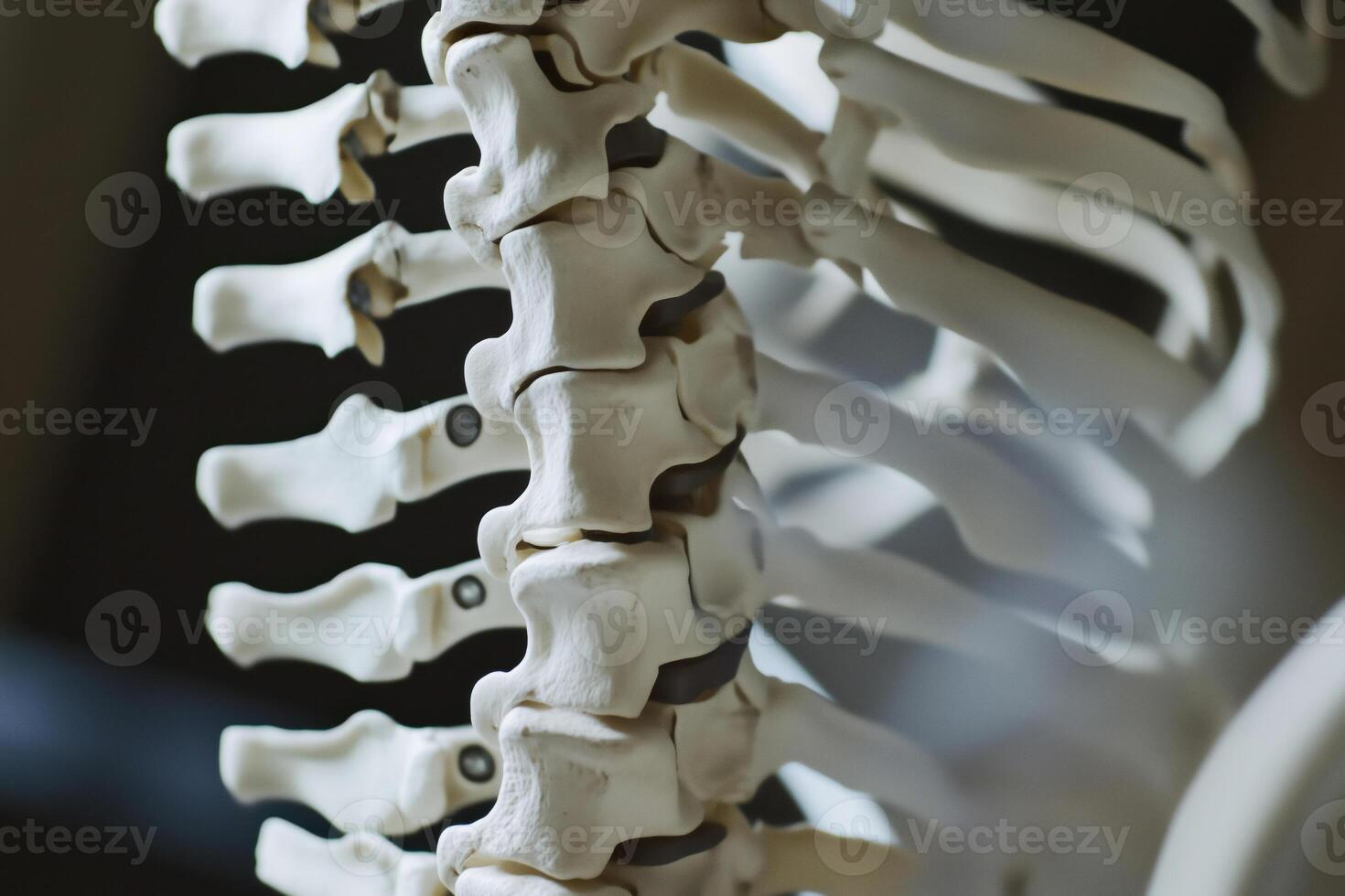 Closeup of the spine of a human medical skeleton photo