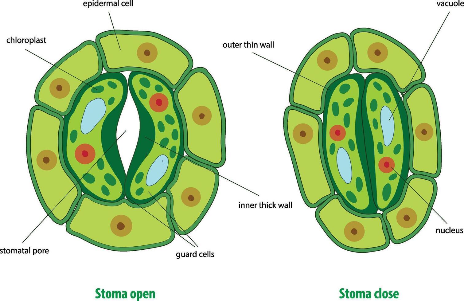 illustration of opening and closing stomata vector