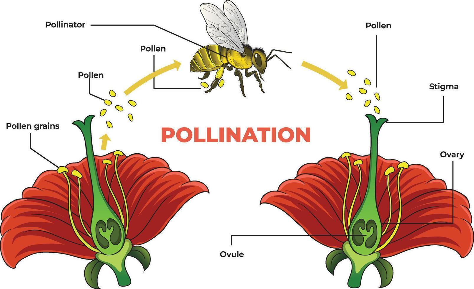 illustration of pollination diagram vector