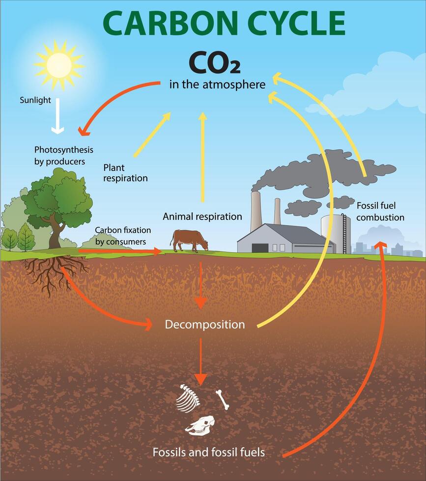 illustration of carbon cycle diagram vector