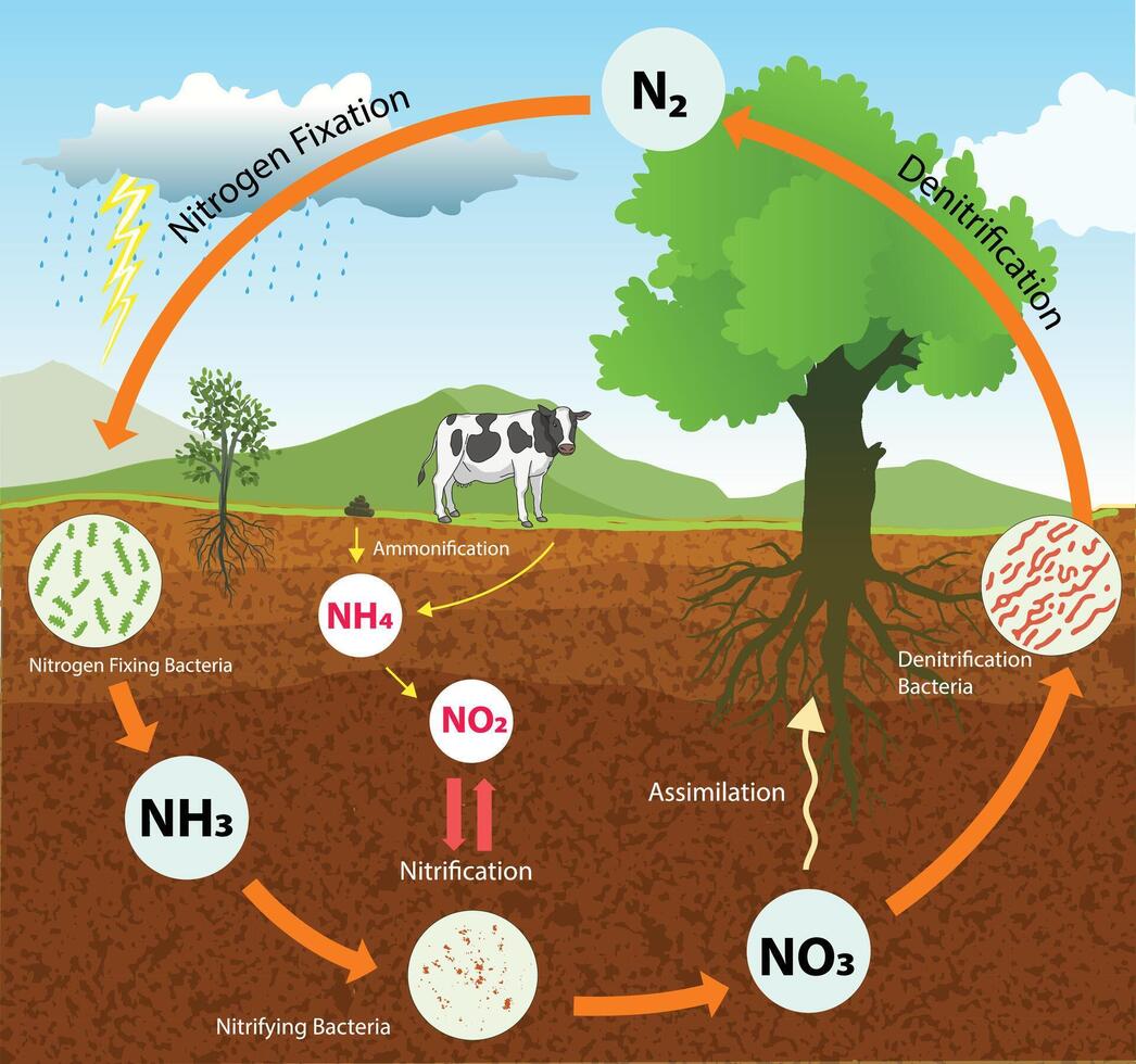 illustration of nitrogen cycle diagram vector