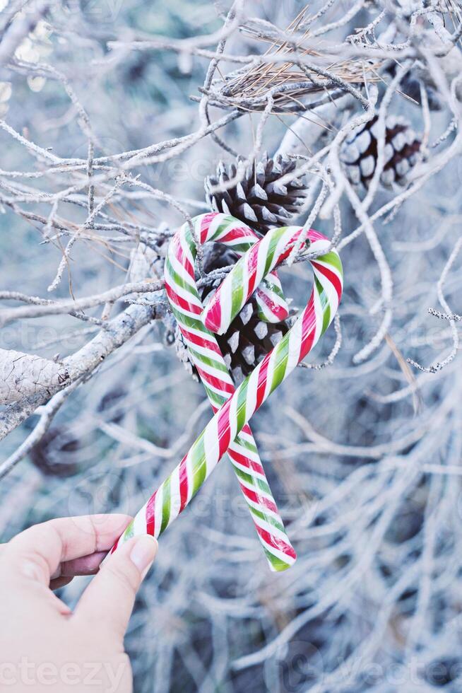 Traditional Christmas candy canes in shape of heart in female hand on blue natural background with branches of tree. Happiness and joy holidays concept photo