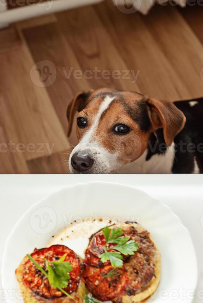 Dog lifts nose toward leftover plate, eager to beg for savory morsel, beg with wide pleading eyes, beg fueling lighthearted tension between curious pet and tempting meal photo