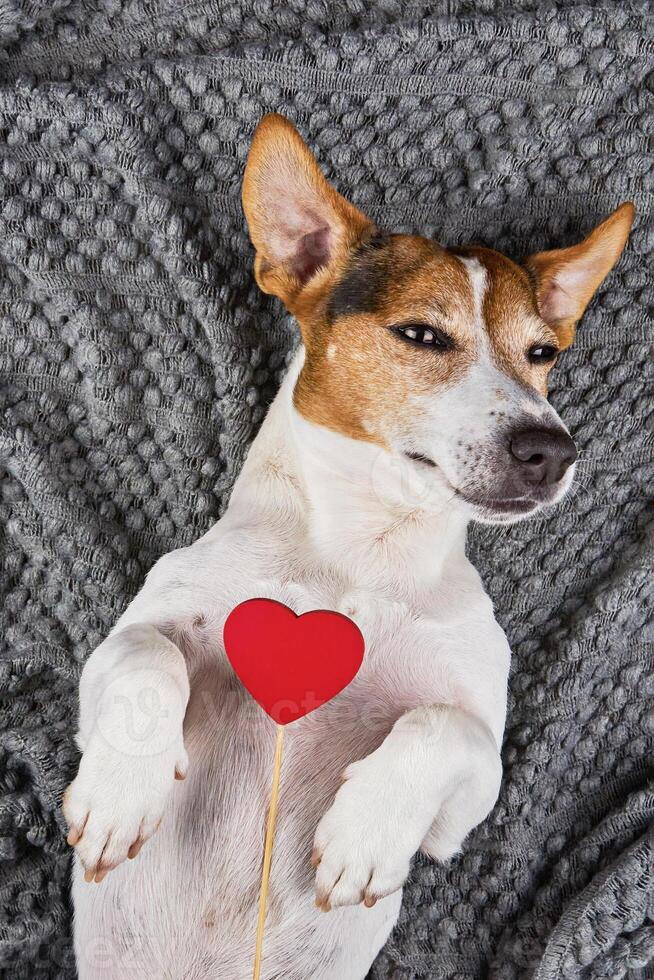 Dog resting on soft blanket with bright heart accent, love shining in trusting eyes, love bridging pet-human bond, love fueling warm comfort for everyday joys together inside photo