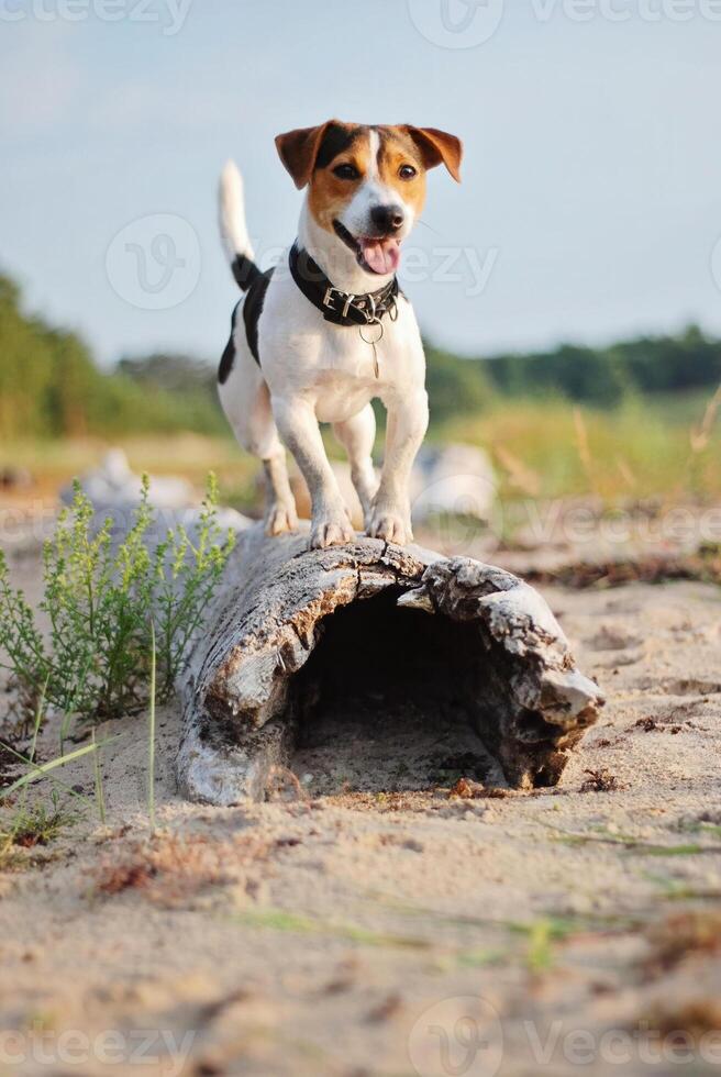 Dog exploring beach edges without leash. Walk fueling bright energy. Walk capturing dogs playful spirit, walk representing free bond between pet and environment photo