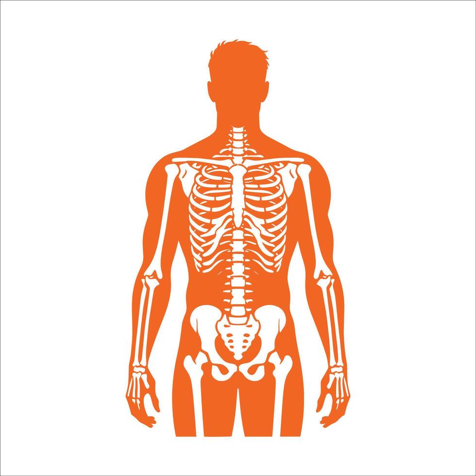 Human Skeleton Silhouette Anatomy Back View Illustration vector