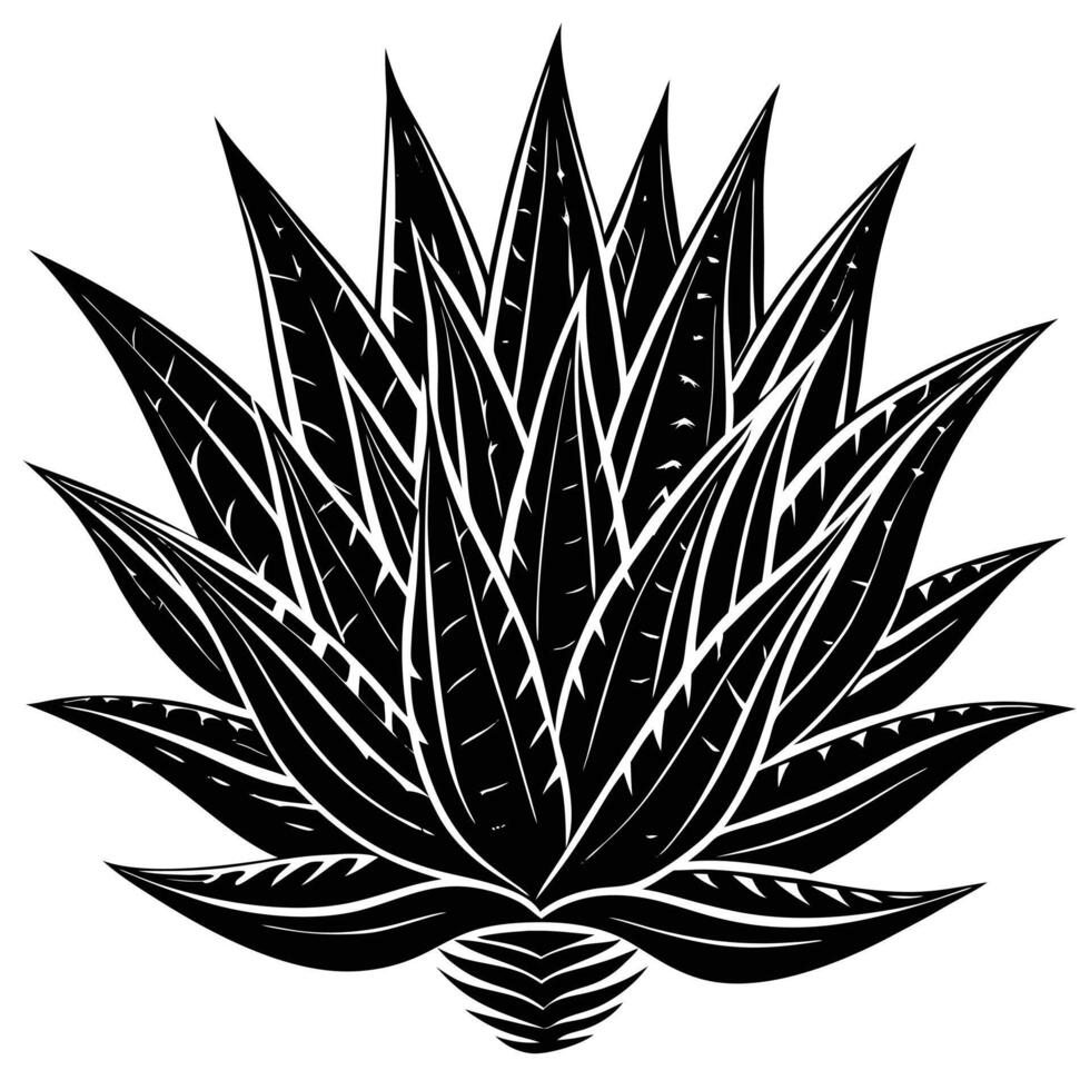 An illustration of an agave plant vector