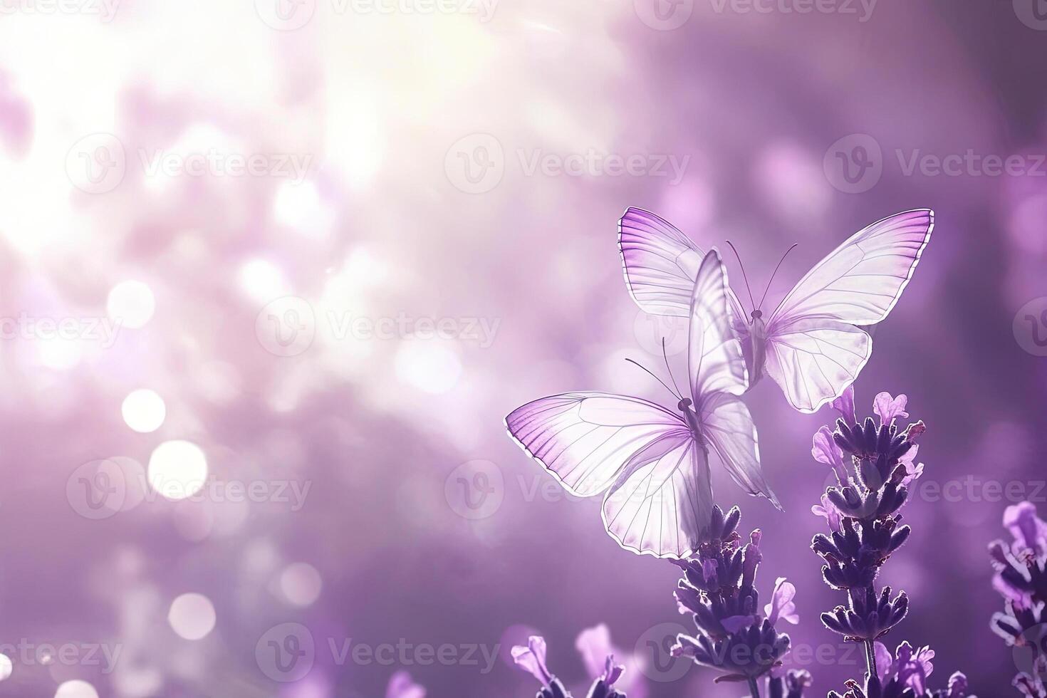 Purple Butterflies on Lavender Blossoms photo