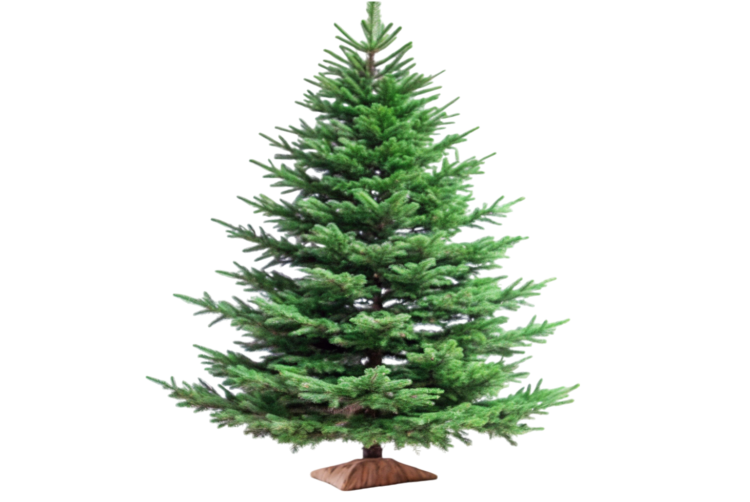 Douglas Fir Tree Adapts Rapidly To Monsoon Changes png