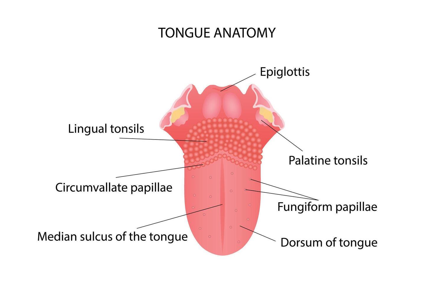 Anatomy of the structure of the human tongue. illustration. vector