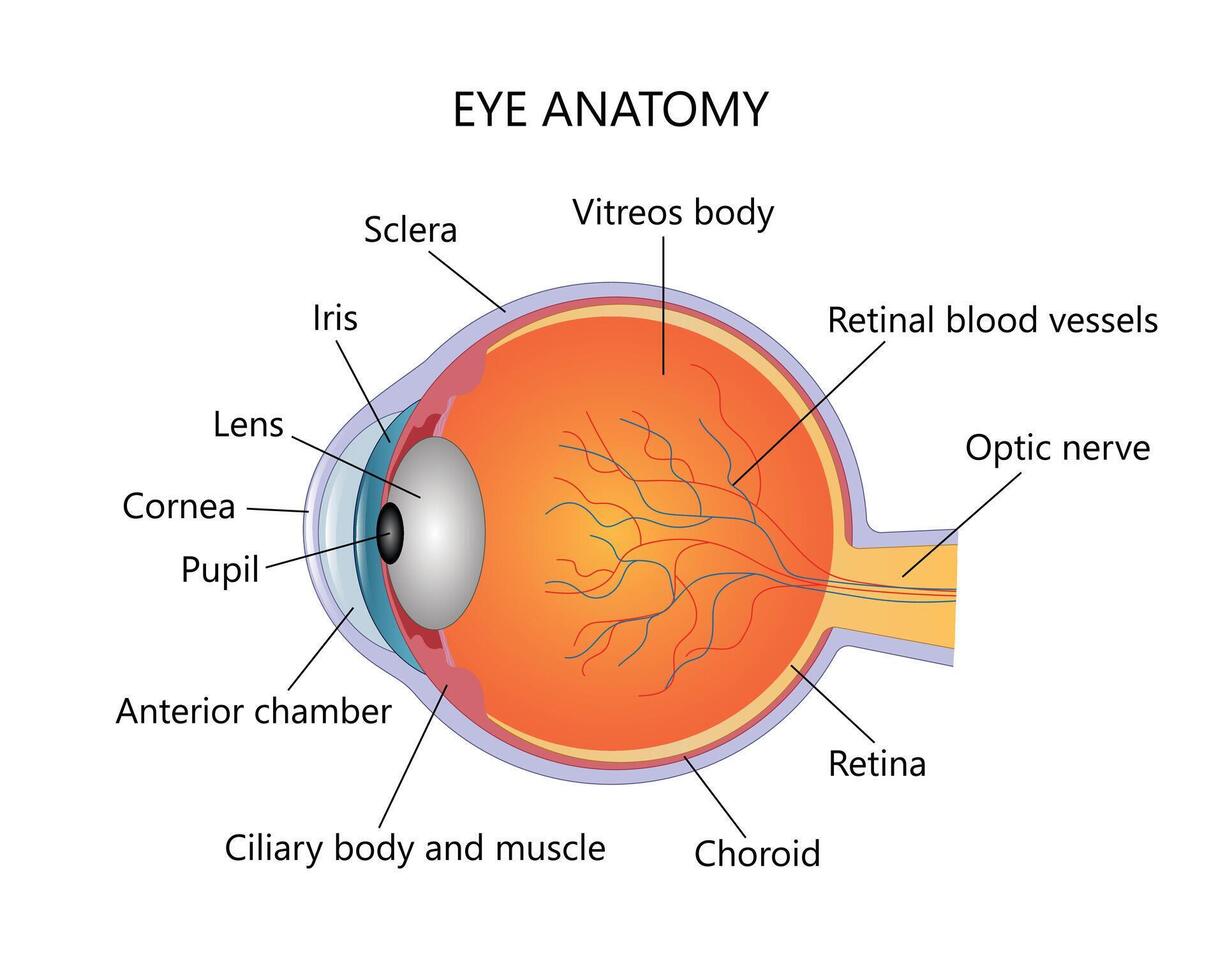 Human eye anatomy illustration with description on white background. vector