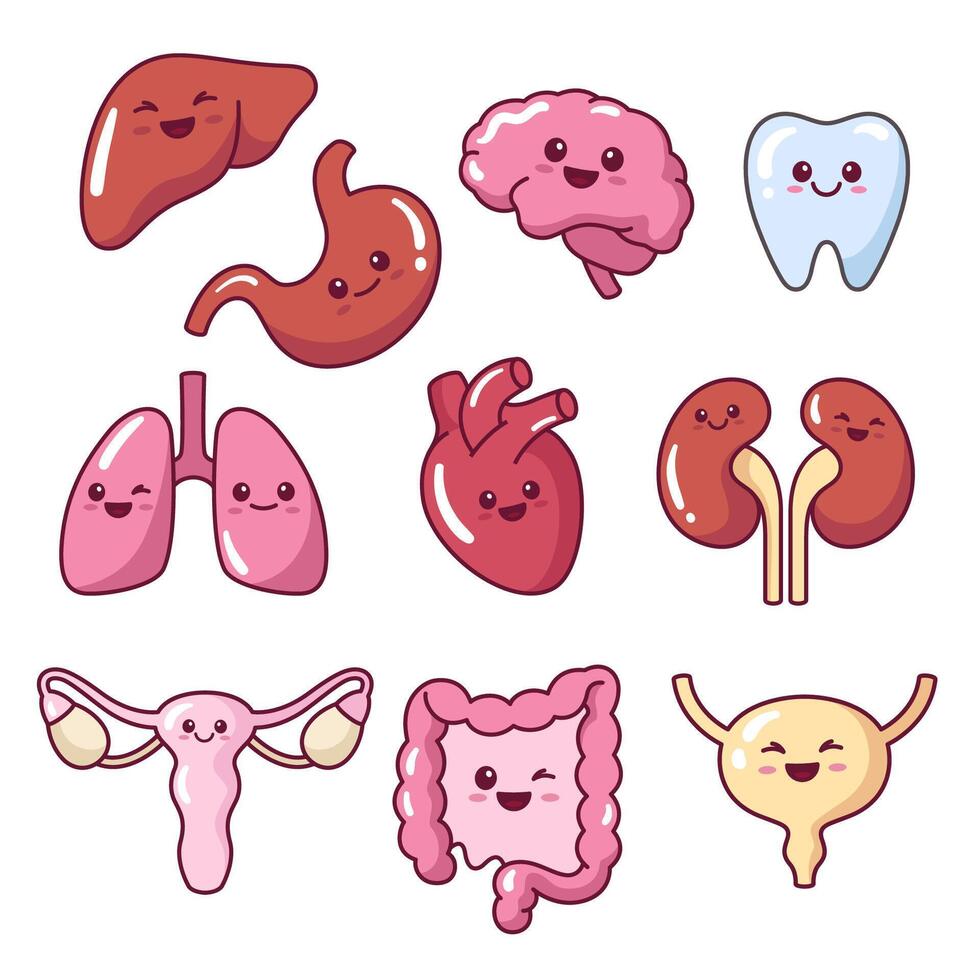 Cute kawaii internal organs illustrations, inners in a cartoon comic style, simple kids drawings vector