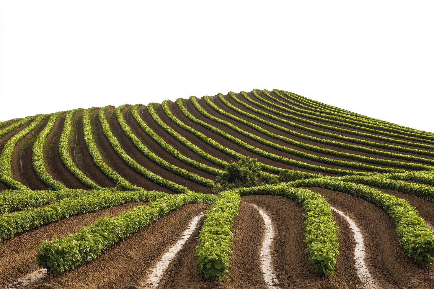 Rolling Green Hills of Cultivated Crops photo