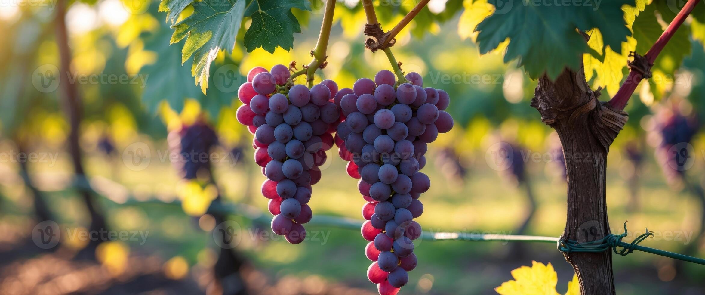 Grapes hanging from the vine in a vineyard photo