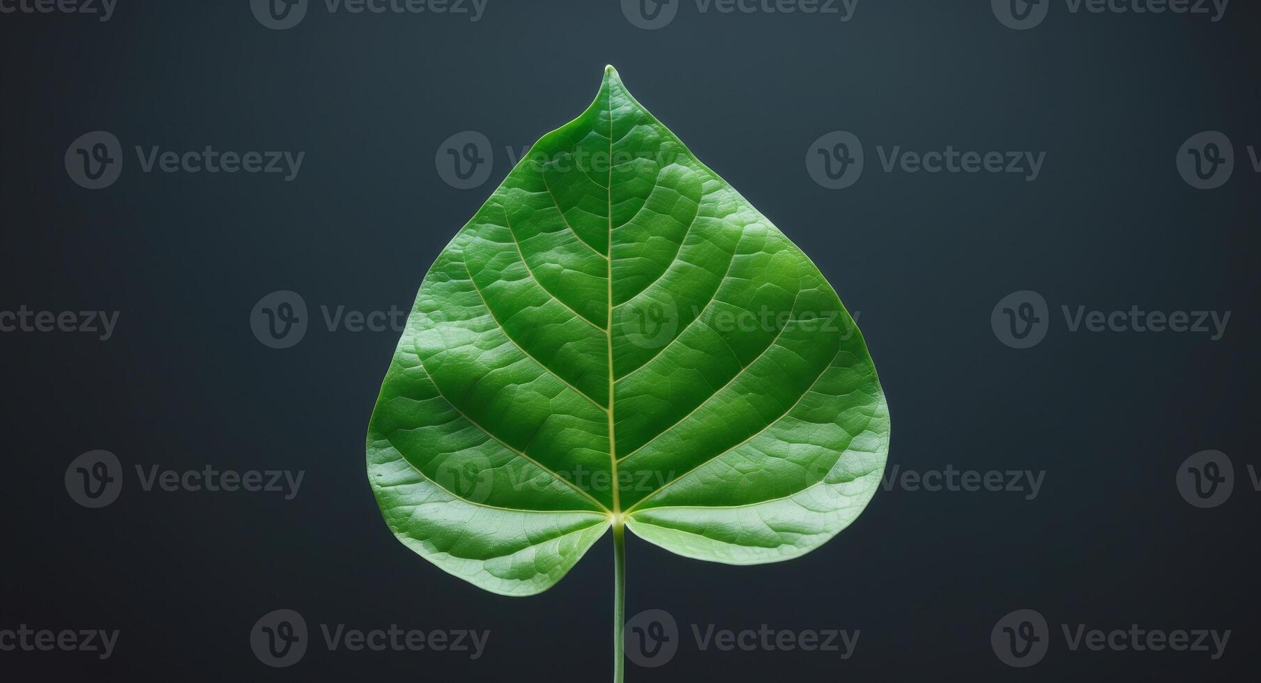 Green Leaf on Dark Background with Copy Space for Text in Contemporary Studio Setting photo