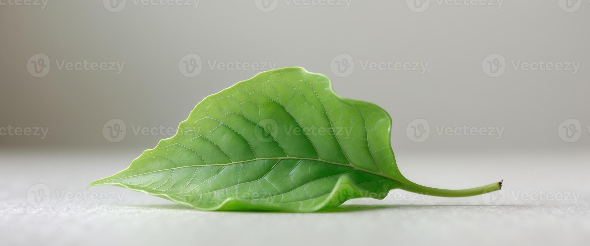 A green leaf with pointed tip and wavy edges photo