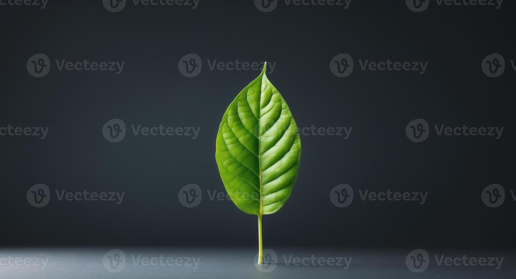 Green Leaf on Dark Background with Copy Space for Text in Contemporary Studio Setting. photo