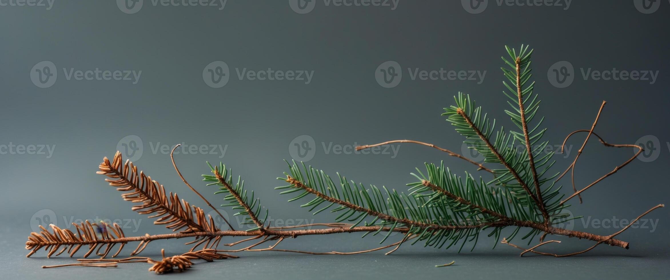 A branch of a pine tree with needles and cones photo