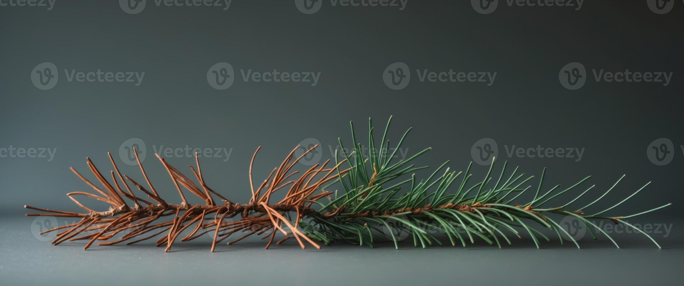 Dried and fresh pine needles on a gray background. photo