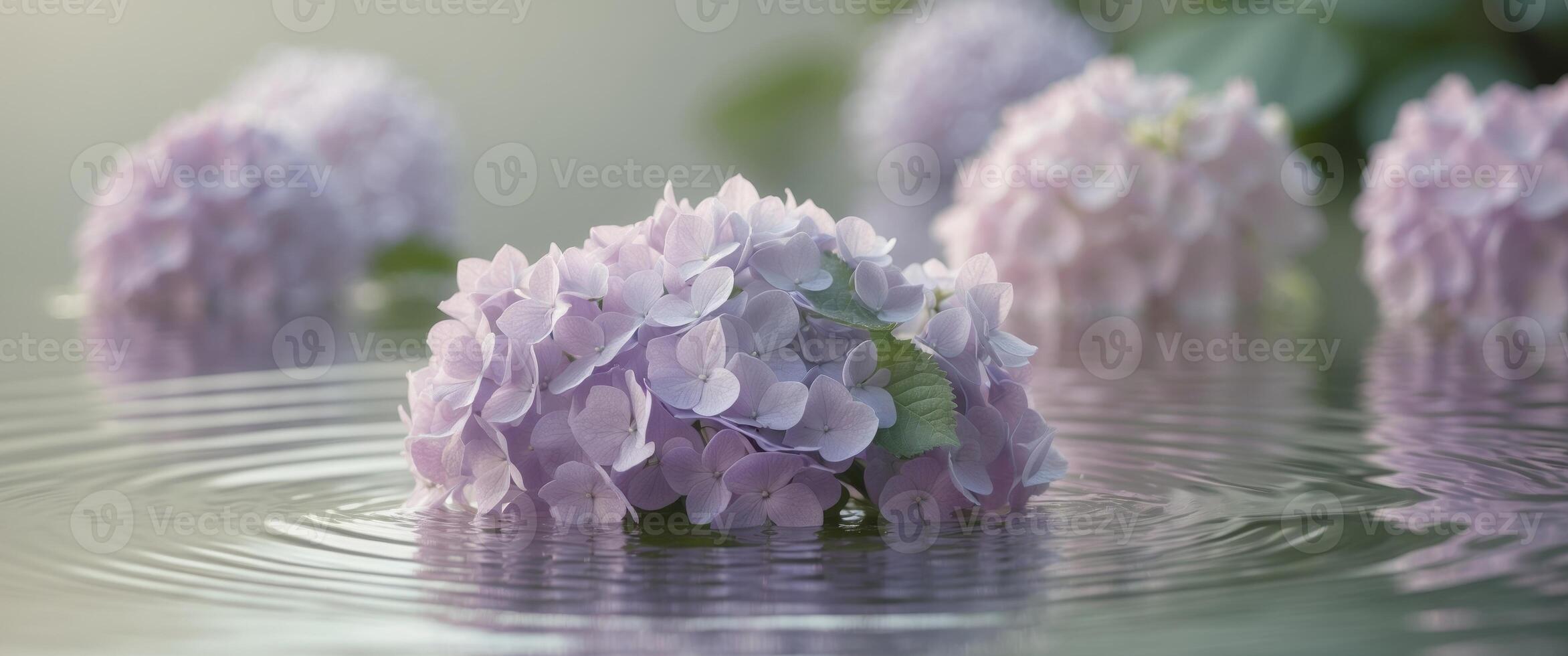Lavender Hydrangeas Resting Gently On Water Surface. photo