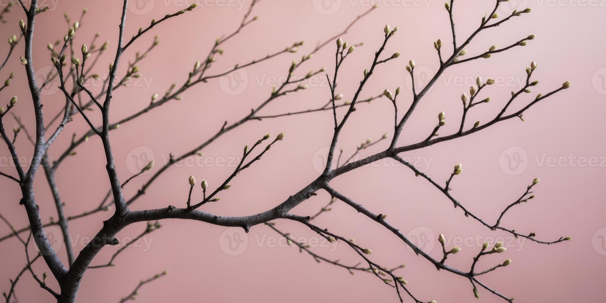 Bare tree branches with buds lay on a pink background photo