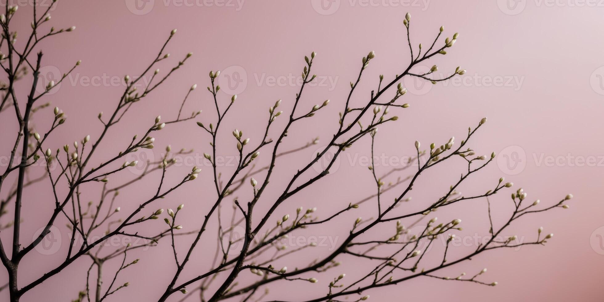 A tree branch against a pink background photo