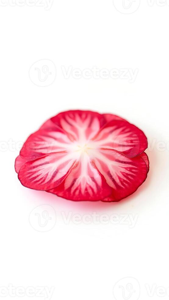 Detailed closeup of a freshly sliced pink radish showing intricate patterns photo