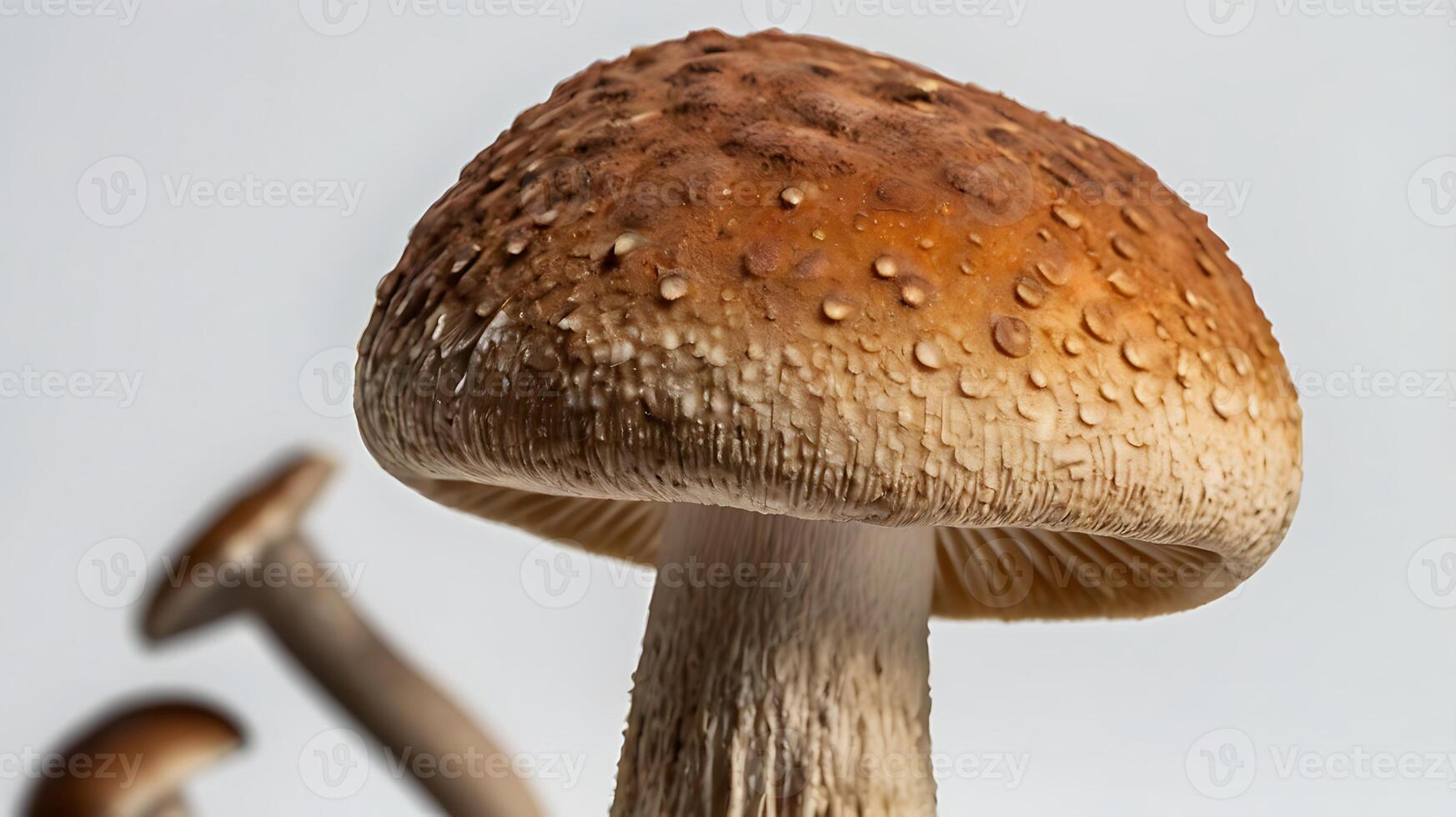 Extreme closeup of a cremini mushroom highlighting details of texture and color photo