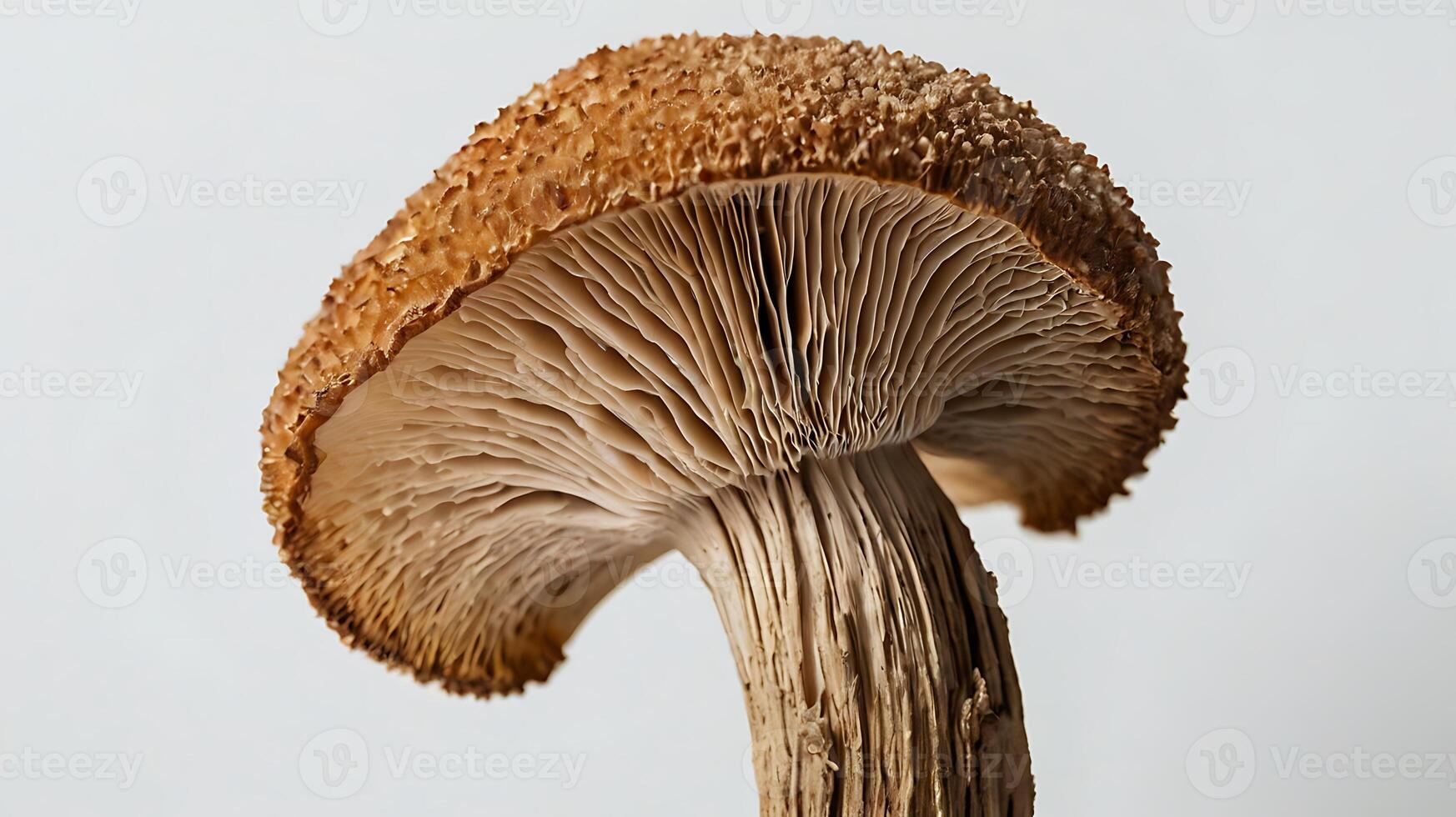 Closeup of a mushroom stem showcasing intricate details and textures under soft light photo