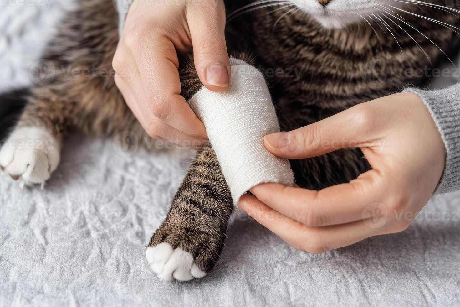 Pet Care safety emergency concept. A person bandaging a cat's paw with a white cloth. photo