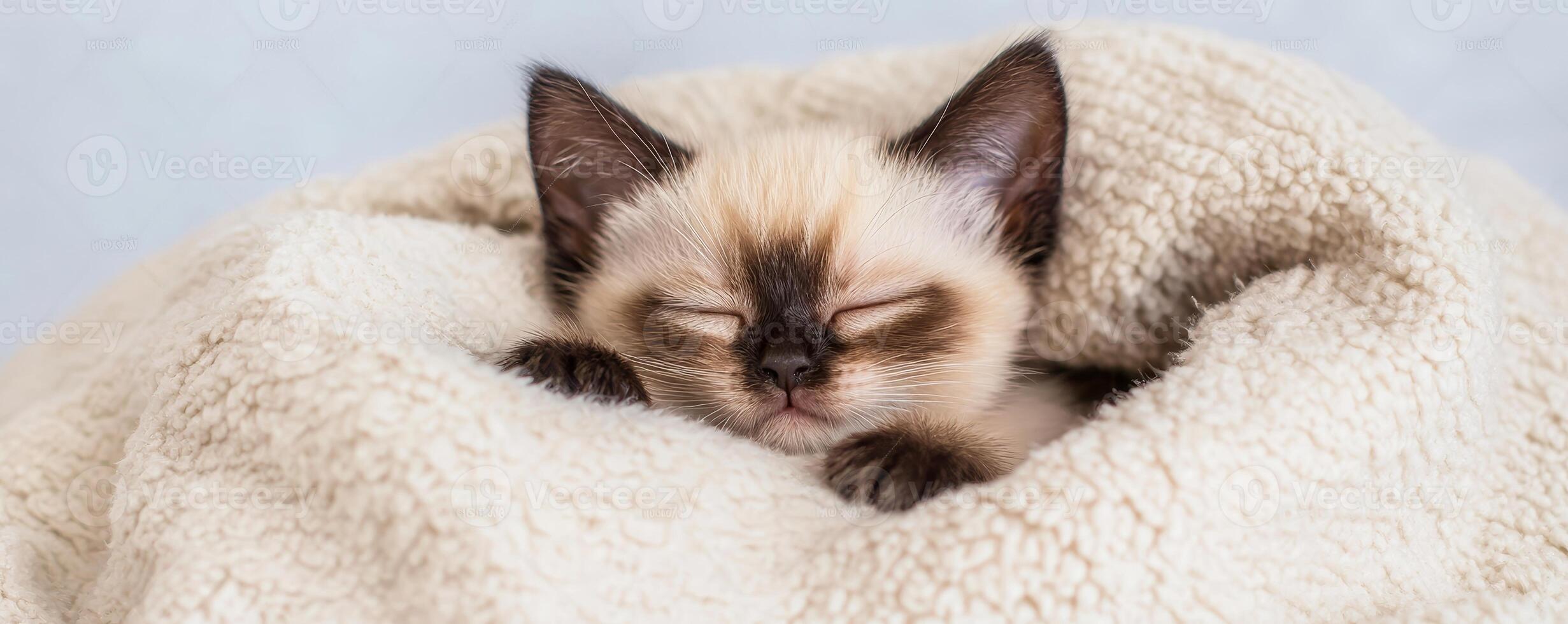 Enjoy pet story friendship concept. Sleeping kitten wrapped in a soft blanket. photo