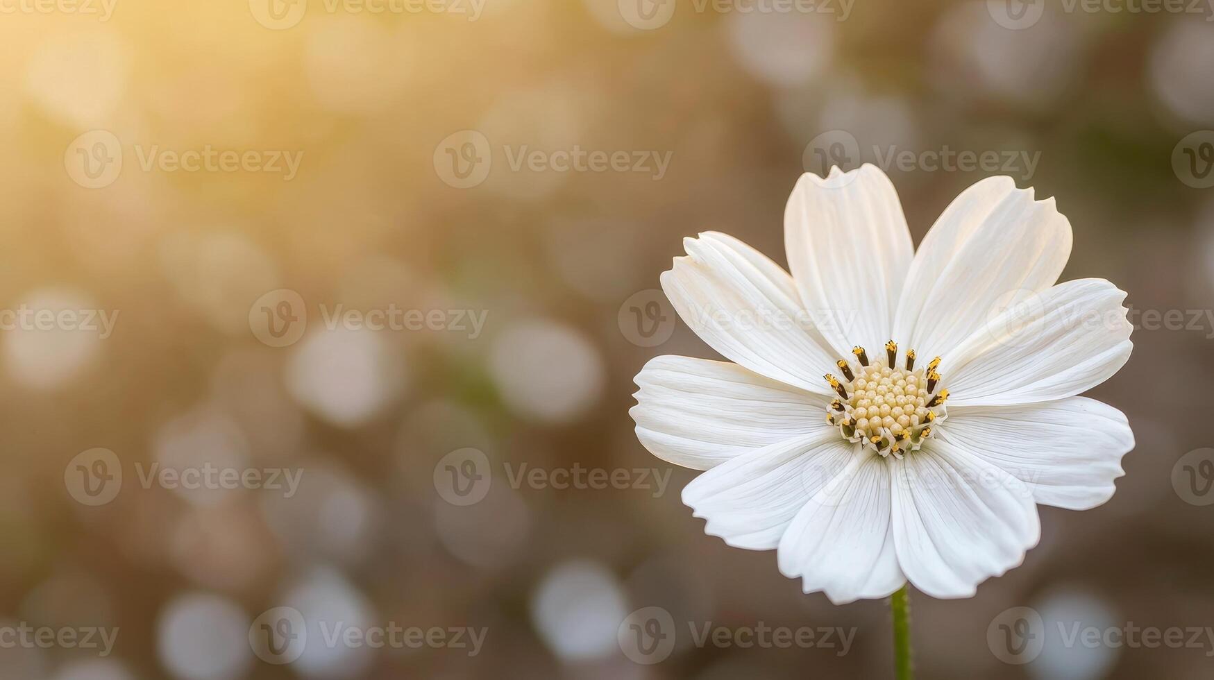 Beginning journey concept. Beautiful white flower in soft sunlight against a blurred background. photo