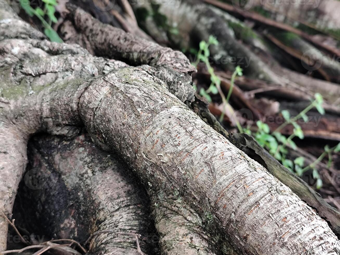 Forest Floor with Interwoven Tree Roots and Natural Elements photo