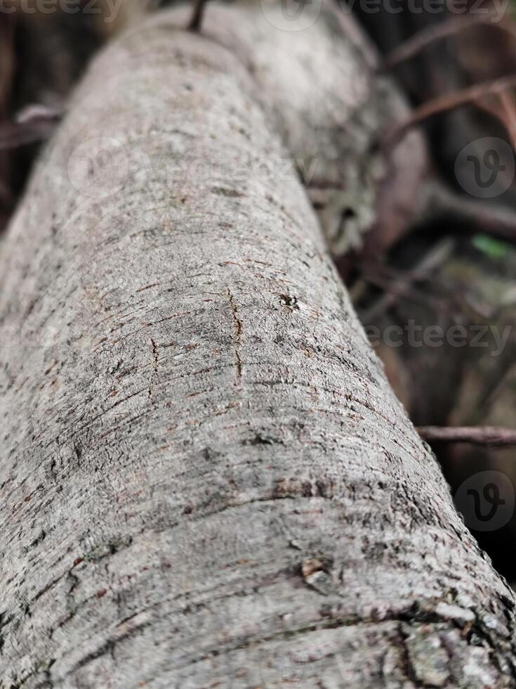 Forest Floor with Interwoven Tree Roots and Natural photo