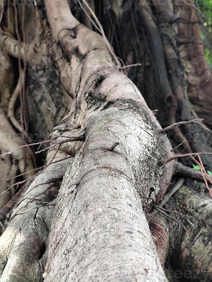 Exposed Tree Roots with a Mix of Brown Tones and Green Moss photo