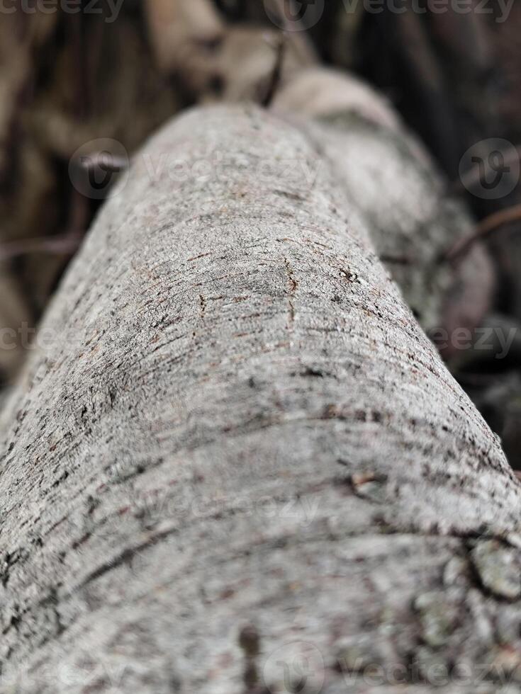 Organic Patterns of Twisted and Gnarled Tree Roots photo