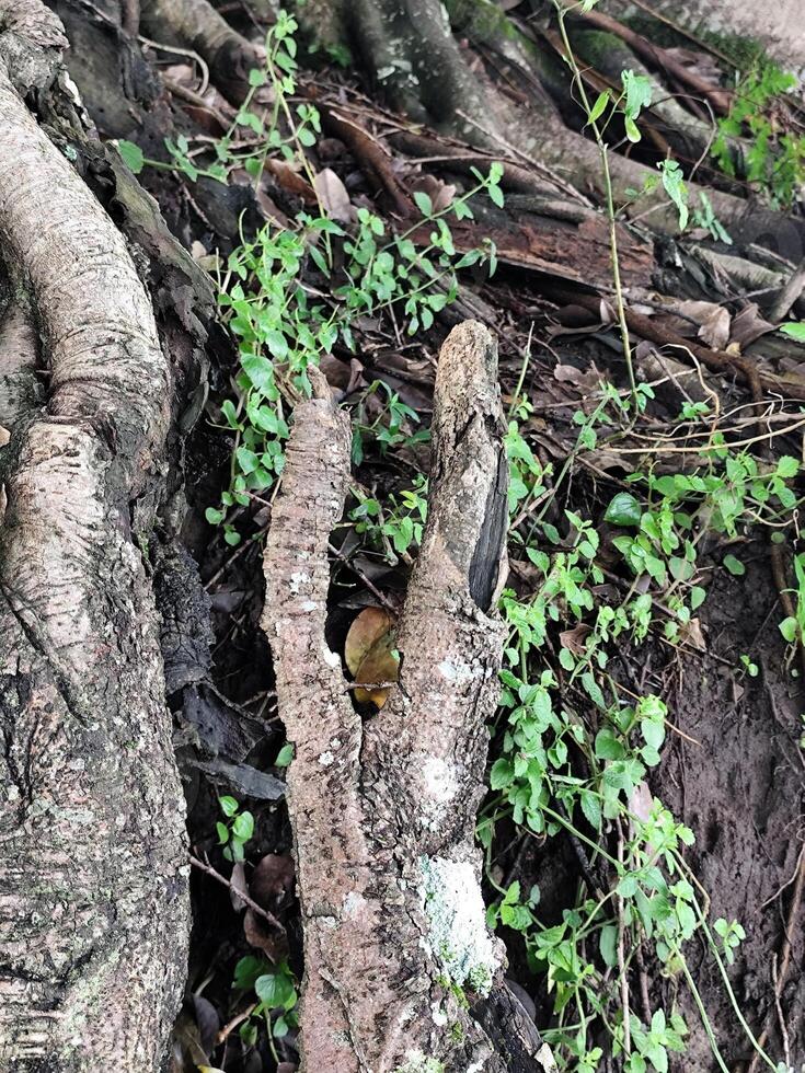 Ancient Tree Roots Forming an Intricate Natural Pattern photo
