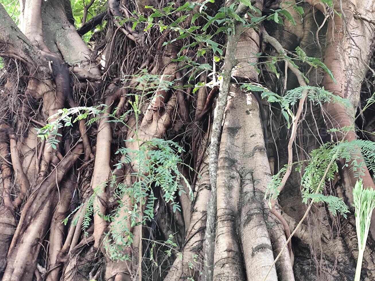 Close-Up of Thick Tree Roots with Moss and Dry Leaves photo