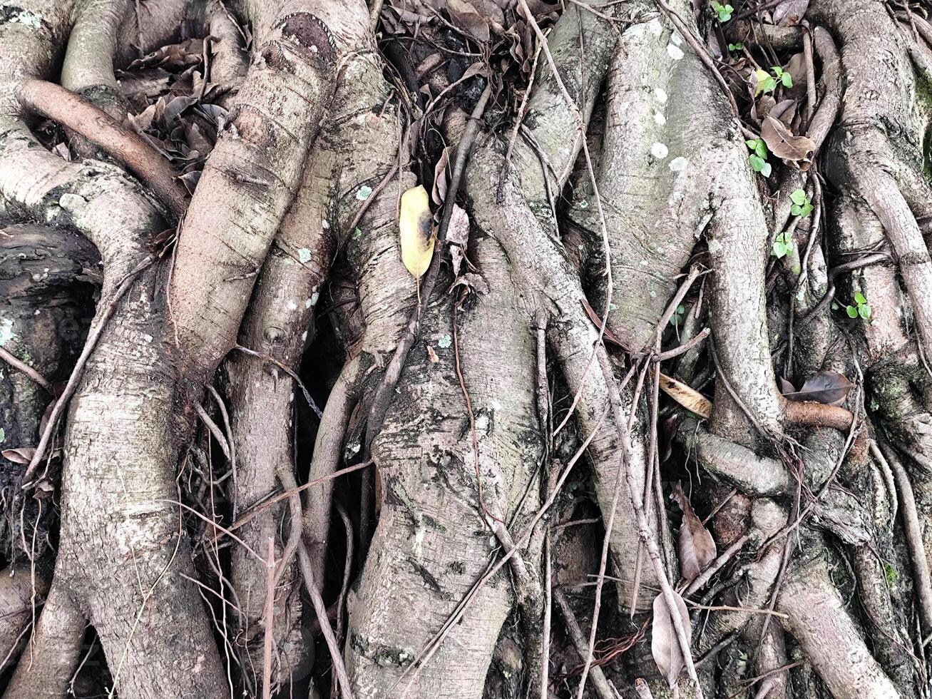 Tangled Roots Spreading Over the Earth with Small Green Shoots photo