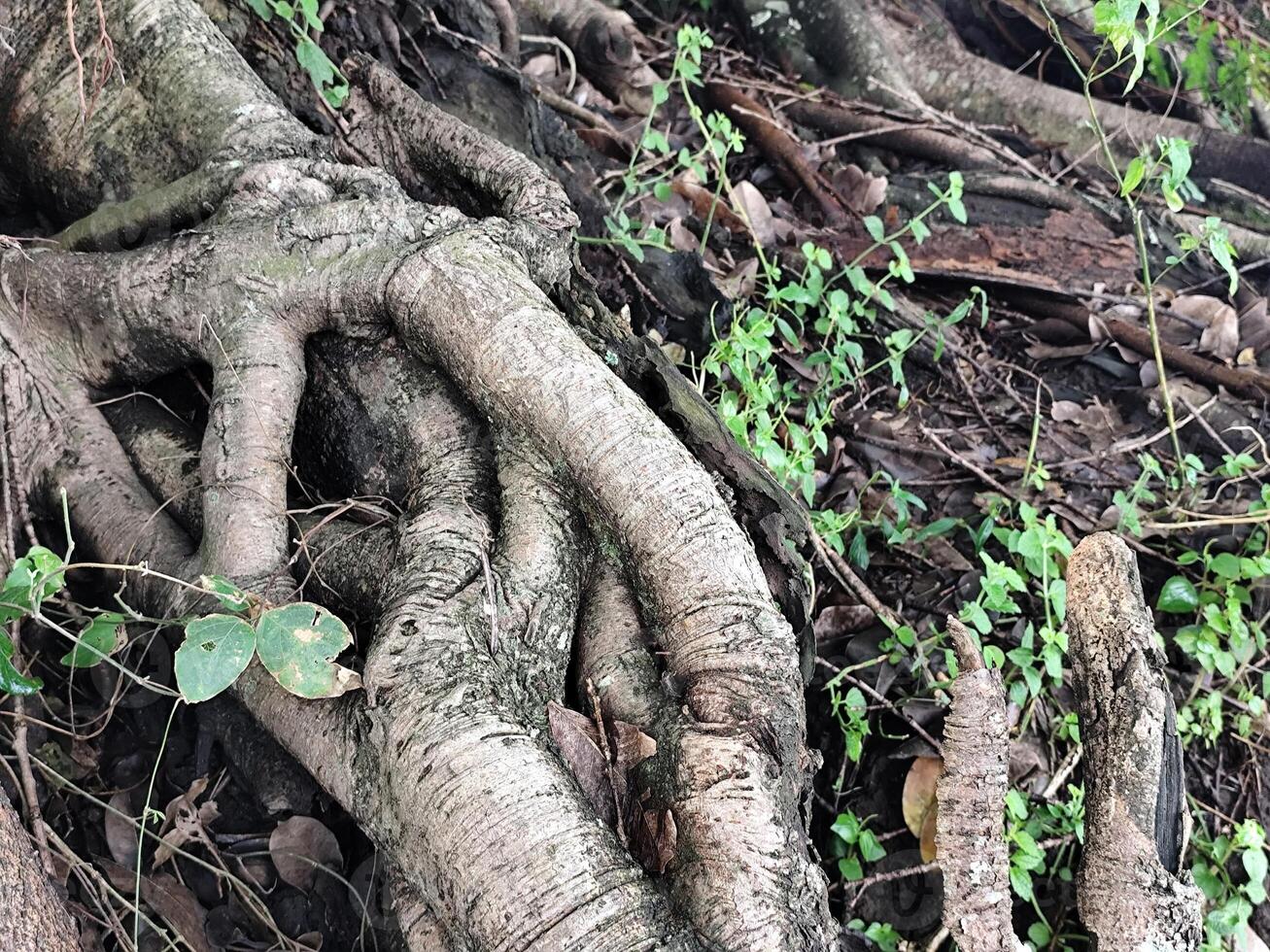 Intertwined Tree Roots Creating a Natural Complex Texture photo