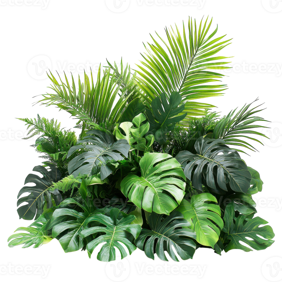 Lush Tropical Foliage With Monstera and Palm Varieties, on the transparent Background. Format png